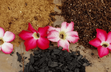 Aprenda a Receita Caseira de Substrato Para Rosa do Deserto e Veja Suas Plantas Crescerem Mais Rápido!