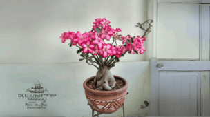 como salvar rosa do deserto com raízes apertadas