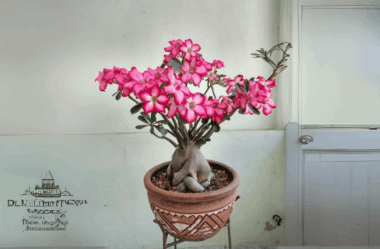CUIDADO! Veja o que acontece quando você deixa a Rosa do Deserto tempo demais no mesmo vaso