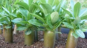 como germinar sementes de rosa do deserto passo a passo