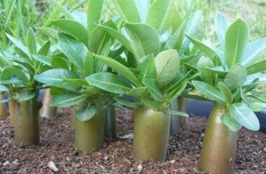 Por Que Suas Sementes Não Germinam? Descubra o Erro Que Quase Todos Cometem