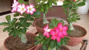 transplantar rosa do deserto passo a passo