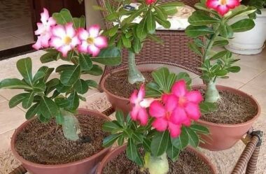 Ganhou Rosa do Deserto? Descubra Como Cuidar e Florir!