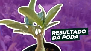 resultado da poda em Rosas do Deserto depois de um mês