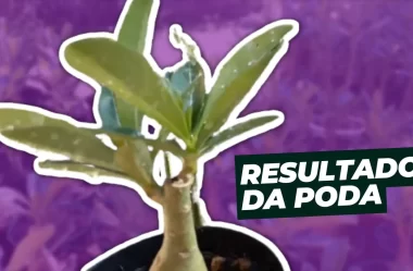 Resultado da Poda das Mudinhas de Rosa do Deserto