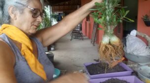 como levantar rosa do deserto