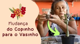 quanto tempo deixar rosa do deserto no primeiro vaso