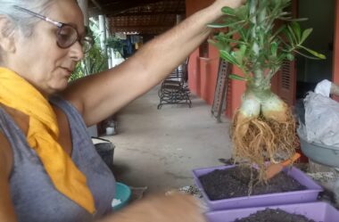 Como levantar o Caudex da Rosa do Deserto