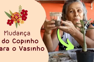 Do Copinho ao Vasinho: Transplante da Mudinha de Rosa do Deserto com Sucesso