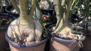 como levantar o caudex da rosa do deserto