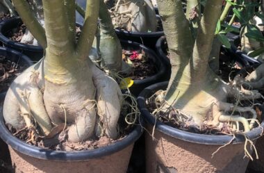 Minha Rosa do Deserto EXPLODIU o Vaso! Veja Como Transformei Essa Gigante Passo a Passo