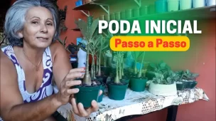 como fazer poda em plantas gordinhas de cinco meses