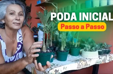 Guia Passo a Passo para a Poda de Rosa do Deserto com 5 Meses de Idade