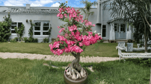 poda correta para adenium florescer mais