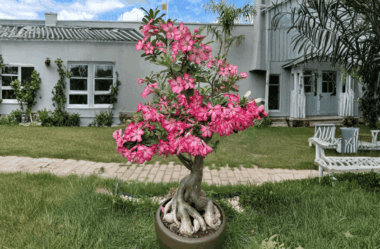 Depois da poda e do levantamento do caudex: veja como minha planta explodiu em flores!