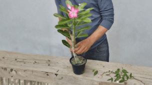 como transplantar rosa do deserto corretamente