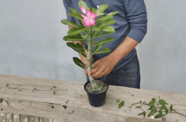 TRANSPLANTEI MINHAS ROSAS DO DESERTO E OLHA O QUE ACONTECEU COM AS RAÍZES!