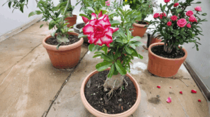 poda e replantio de plantas passo a passo