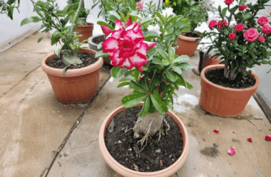 Descubra Por Que Podo Minhas Plantas Antes de Replantar — O Segredo Que Muda Tudo!