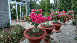 rosa do deserto parou de florir o que fazer