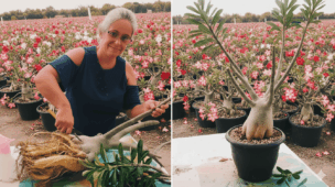 poda de rosa do deserto em casa