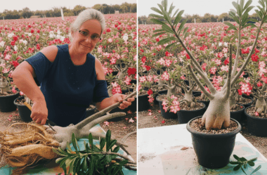 Você Está Podando Sua Planta Errado! Veja o Segredo Que Ninguém Conta