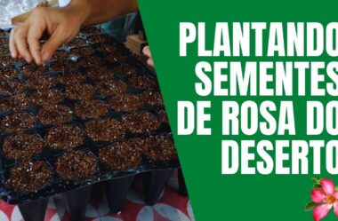 A Melhor Maneira de Plantar e Germinar Sementes de Rosa do Deserto