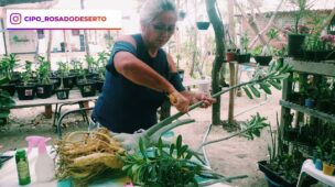 como fazer poda correta em Rosa do Deserto adultas