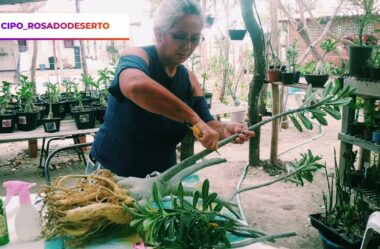 Como Fazer a Poda na Rosa do Deserto