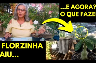 A Flor da Rosa do Deserto Caiu. E Agora? O Que Fazer?