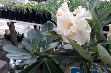 As Minhas Lindas Rosas do Deserto do Meu Querido Jardim ❤️