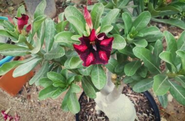 As Minhas Sementinhas de Rosa do Deserto