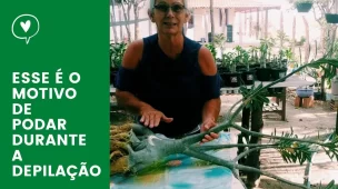 como podar planta antes do replantio