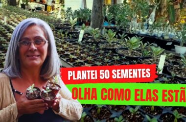 Plantei 50 Sementes de Rosa do Deserto e Olha Só Como Elas Estão