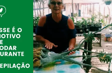 Por que PODAR a ROSA DO DESERTO durante a LIMPEZA de RAIZ