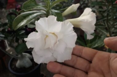 Lindas Flores de Rosas do Deserto