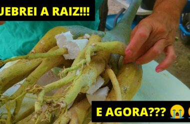 Quebrei a Raiz da Rosa do Deserto e Agora?