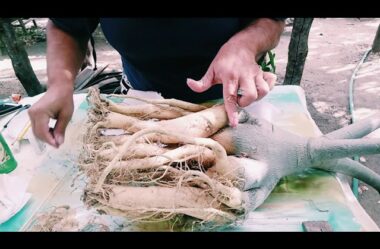 Um Hospede Inesperado Aparece Durante a Limpeza das Raízes