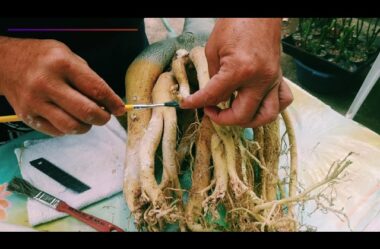 A Rosa do Deserto não Morre com Facilidade